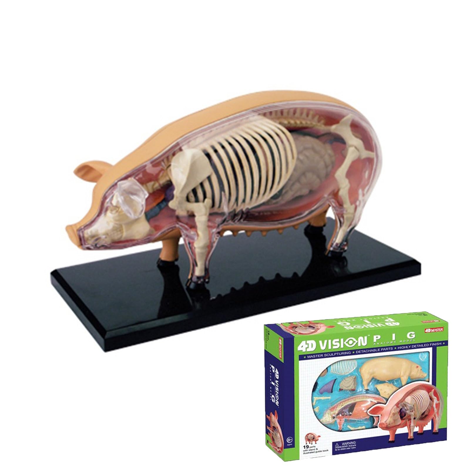 4D Vision Pig Anatomy Model,Pig Skeleton Model Anatomy Model,Detachable 19 Organs Body Parts Animal Model,for Veterinary Training and Teaching Demonstration in Pet Clinics and Schools