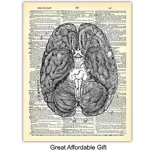 Yellowbird Art & Design Heart, Lungs, Brain, Intestine Anatomy Organs - Upcycled Dictionary Wall Art Prints For Medical Clinic thumb #5