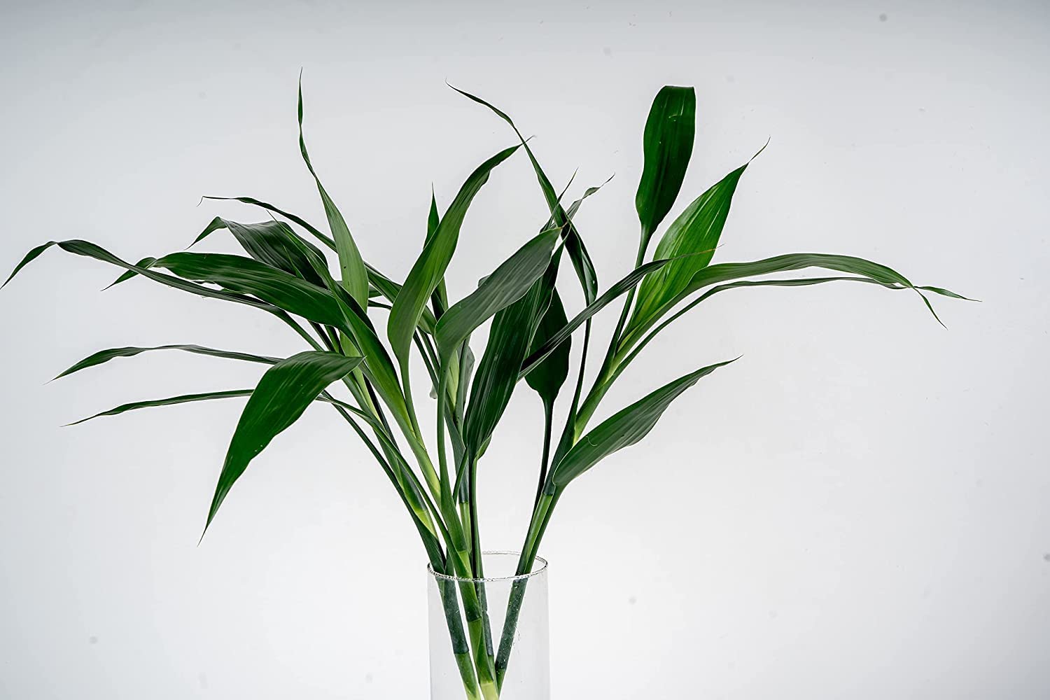 Unnati 9 Group Unnati9Group Lucky Bamboo Straight Sticks 60 Cm Live Plant Pack Of 5 3