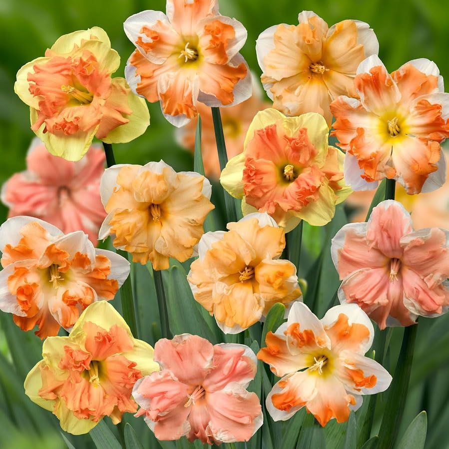 Daffodil Papillon Mix Bulbs - Attract Pollinator, Long Lasting Blooms, Perennial Daffodil Papillon 'Butterfly Daffodil' | Easy to Grow (6 Pack)