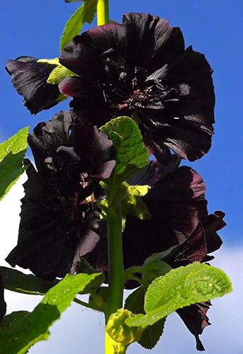 Miniatura 2 de Hollyhock Black Malva 30 semillas para plantar jardín de flores sin OMG