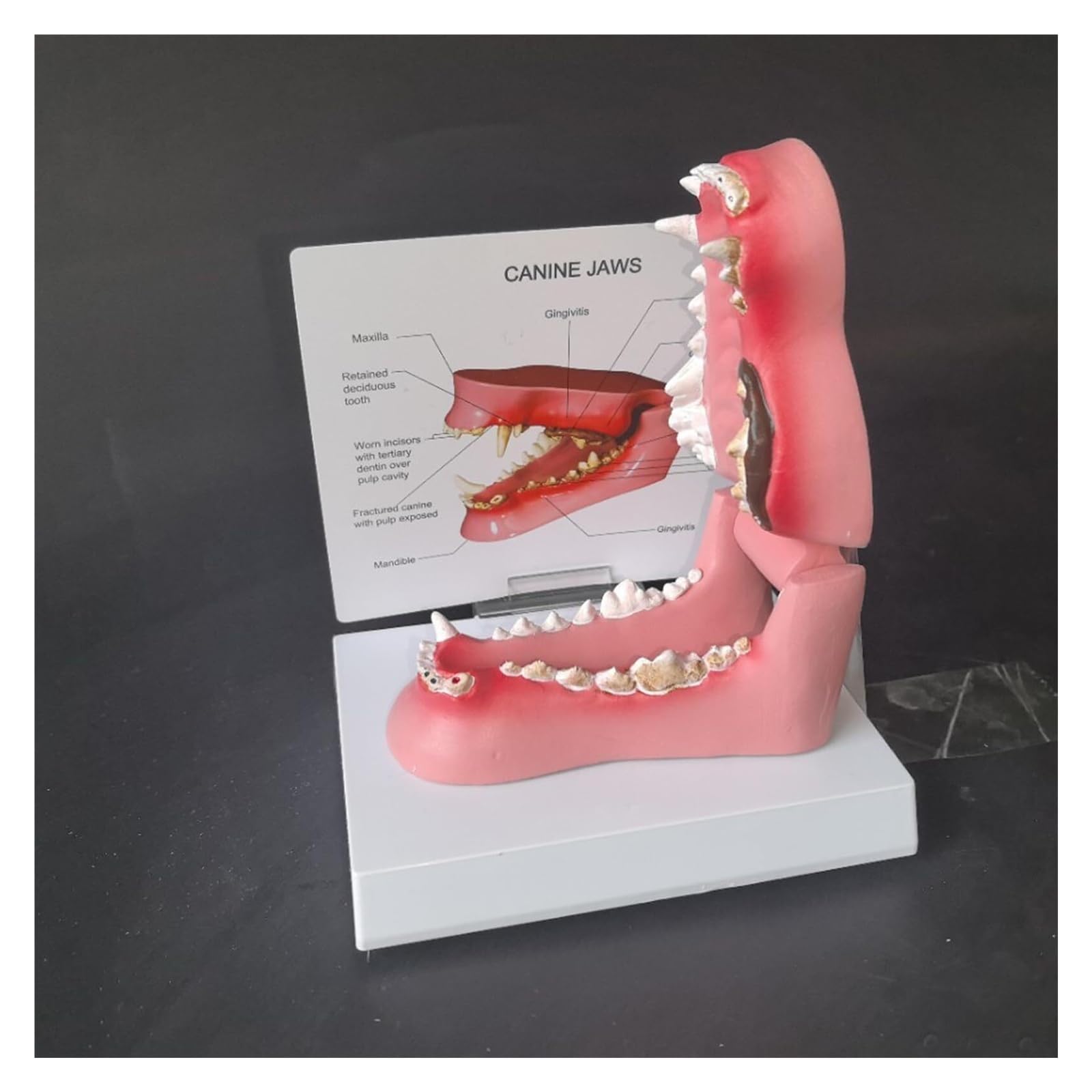 Modelo de dientes de perro enfermo, muestra dientes sanos y dañados, para el estudio de anatomía oral animal, para enseñanza veterinaria, demostración de clínica de mascotas
