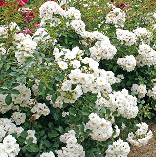 Polvere di Stelle®, rosa rampicante in vaso di Rose Barni®, pianta di rosa rampicante allevata a spirale su piramide bassa, rifiorente a mazzi, fiori color bianco puro, bacche in autunno, cod. 78690