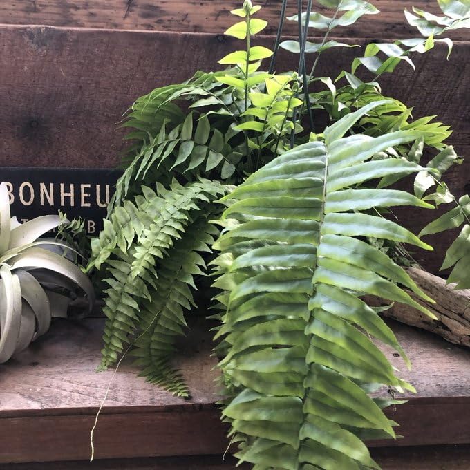 Amazon｜マッチョ ネフロレピス シダ 吊り下げMaccho Fern /｜観葉植物