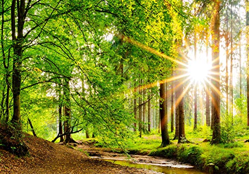 wandmotiv24 Fototapete Bach im Wald, XL 350 x 245 cm - 7 Teile, Wanddeko,...