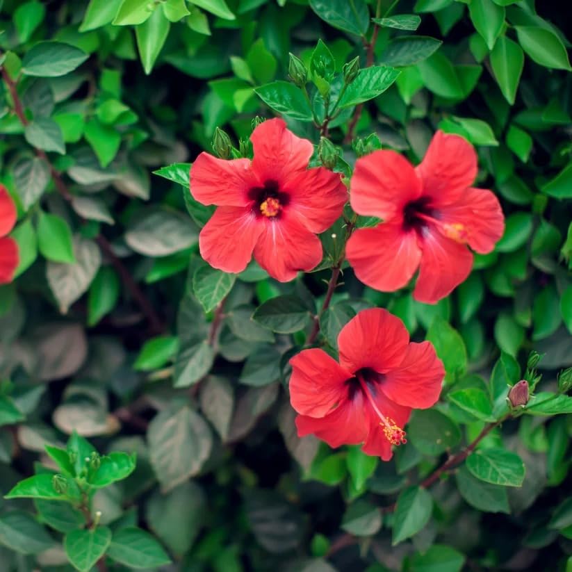 Image of Hibiscus Rosa-Sinensis Live Plant | Red Blooming Gudhal Flower Plant with Pot | Live Outdoor Flowering Plant for Home Garden Balcony