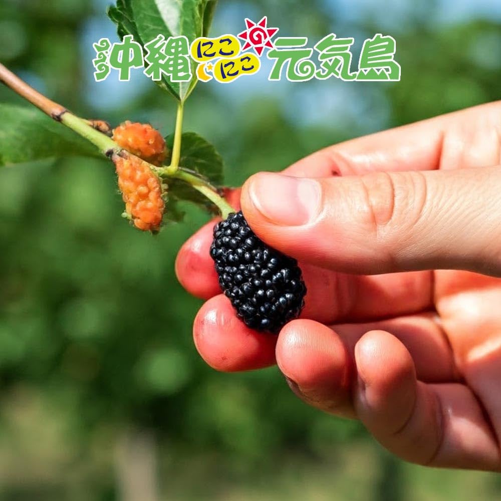 Amazon | 桑の実ジャム フルーツジャム 150g×3本 沖縄県産桑の実 浦添