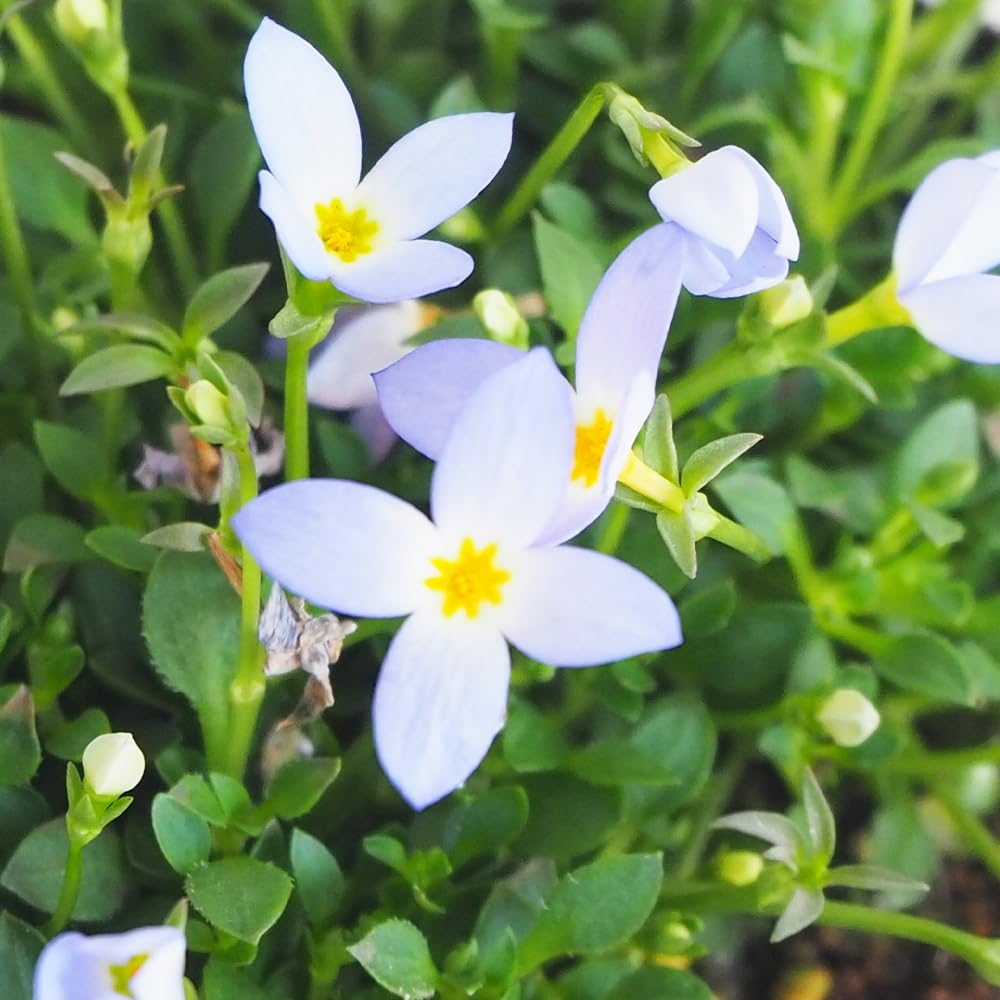 『オルタンシ ブルーべべ』 あじさいとブルーローズのもこもこリース　他一点 Amazon.co.jp: ITANSE Daisies, Blue Flowers, No. 3, Set of 4