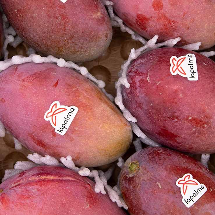 Mango Osteen 4kg, La Parcela, Origen España, Andalucía (Costa Tropical), Comprar Mango Fresco, De La Huerta A Tu Casa, Producto de Cooperativa Granada La Palma