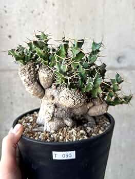 u*f様 ユーフォルビア クラビゲラ 現地球 Euphorbia clavige Amazon|【現品限り】ユーフォルビア・クラビゲラ 現地株 発根