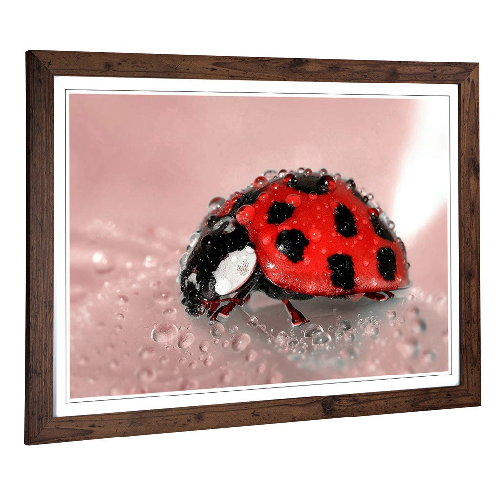 Big Box Art Framed Print of Red Ladybird Insect (2) Design | Wall Art Picture | Home Decor for Kitchen, Living, Dining Room, Bedroom, Hallway, Office, Walnut, A2 / 24.5x18 Inch / 62x45cm