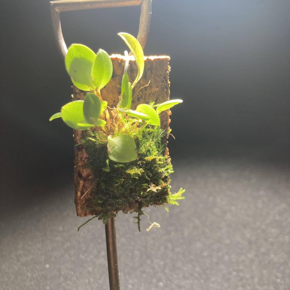 lepanthes dictydion レア種原種レパンテス洋蘭エクアドル 【公式通販】