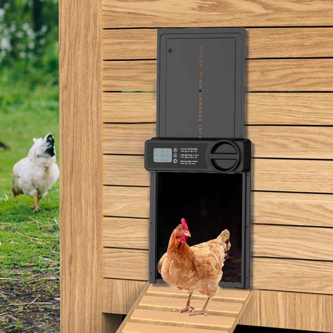 Puerta automática de gallinero con temporizador, control manual, seguridad antipellizcos y pantalla LCD grande