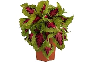 Live Coleus Plants For Sale: Vibrant Foliage For Your Home and Garden