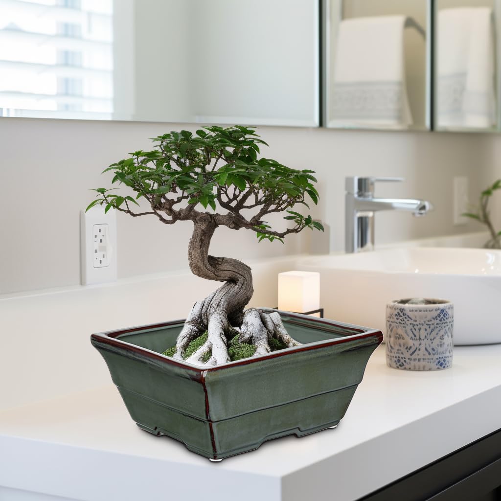Oairse Zestaw 2 ceramicznych doniczek bonsai z otworami drenażowymi, do japońskich roślin pokojowych bonsai, dekoracja retro do zestawów pojemników ogrodowych na zewnątrz, średnica otworu 25,5 cm