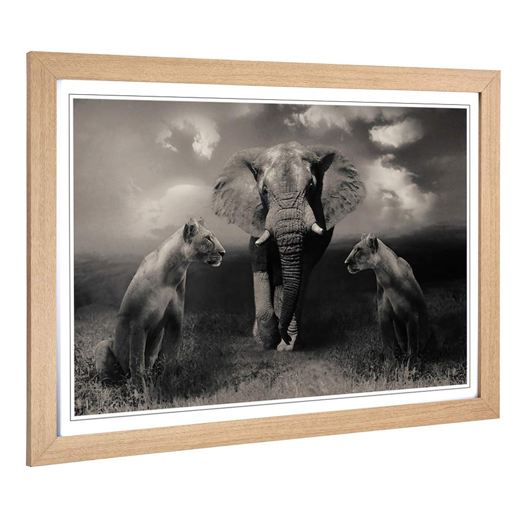 Big Box Art Framed Print of Lion Lionesses and an Elephant Design | Wall Art Picture | Home Decor for Kitchen, Living, Dining Room, Bedroom, Hallway, Office, Oak, A2 / 24.5x18 Inch / 62x45cm