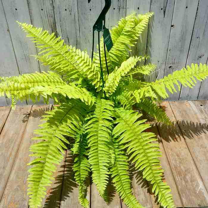 Amazon｜ネフロレピス ブロンド 5号吊り鉢 黄金葉 大株 観葉植物 シダ