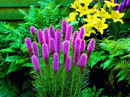 Raise Me Up: Seeds Pink Blazing Star Liatris Perennial Flowers #TOP6