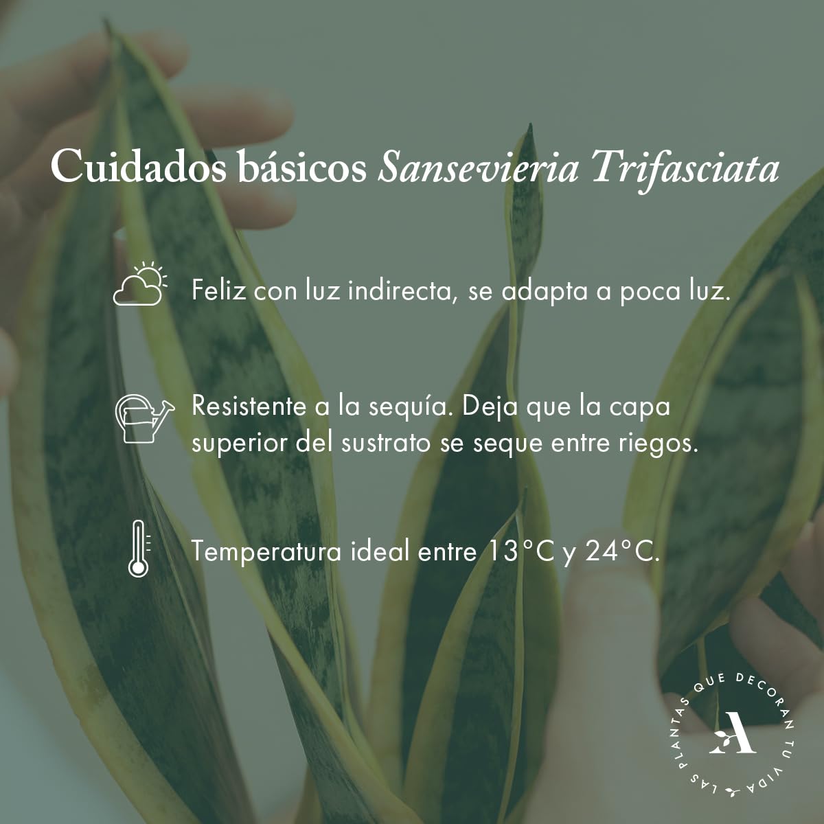 Sansevieria Trifasciata o Laurentii - Lengua de Suegra | Planta suculenta natural ideal para interior con altura 20-25 cm en maceta de 10ø | April Plants — view 6