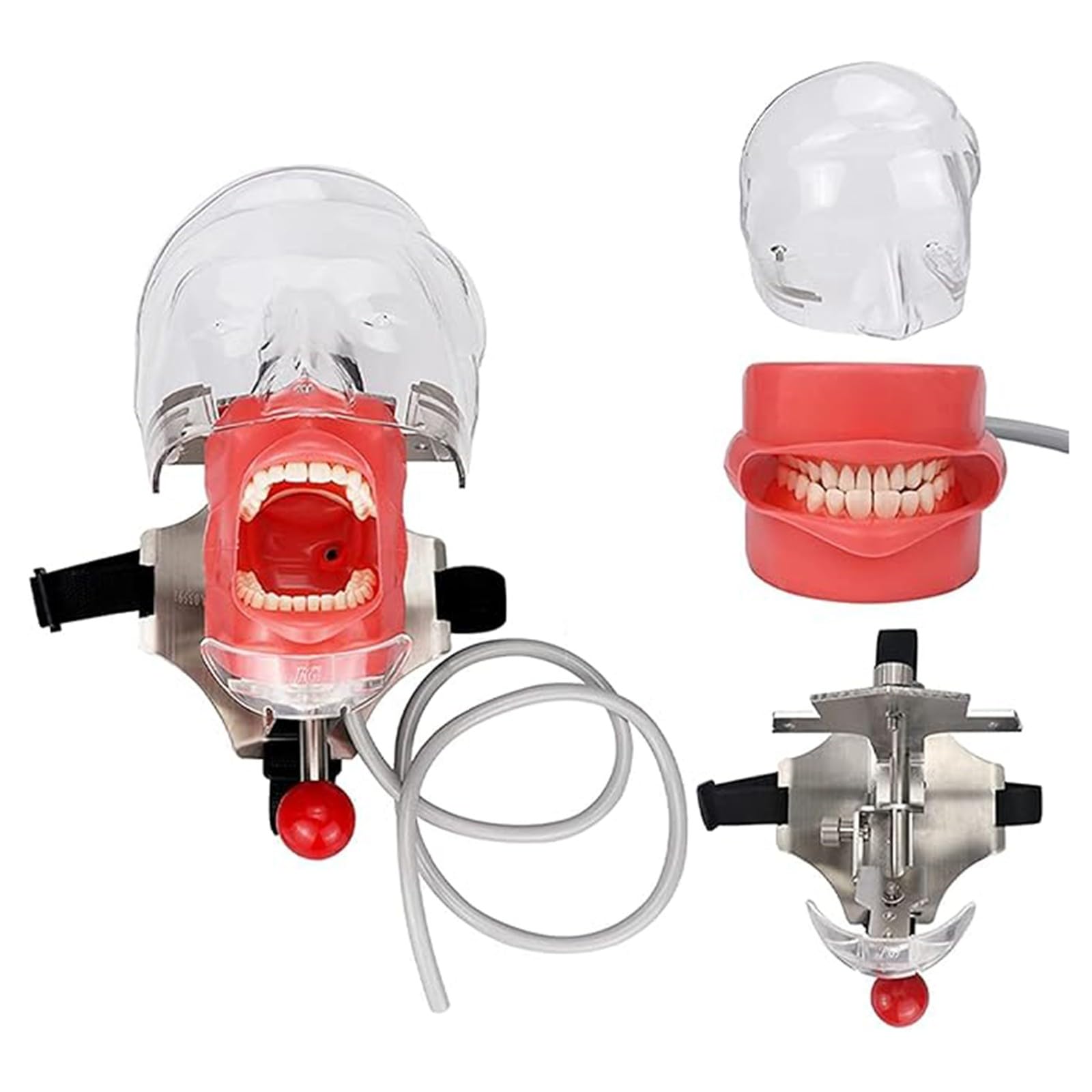 Modello di testa di manichino per simulatore dentale orale Modello di testa di manichino per dentisti e assistenti dentali Dimostrazione pratica A