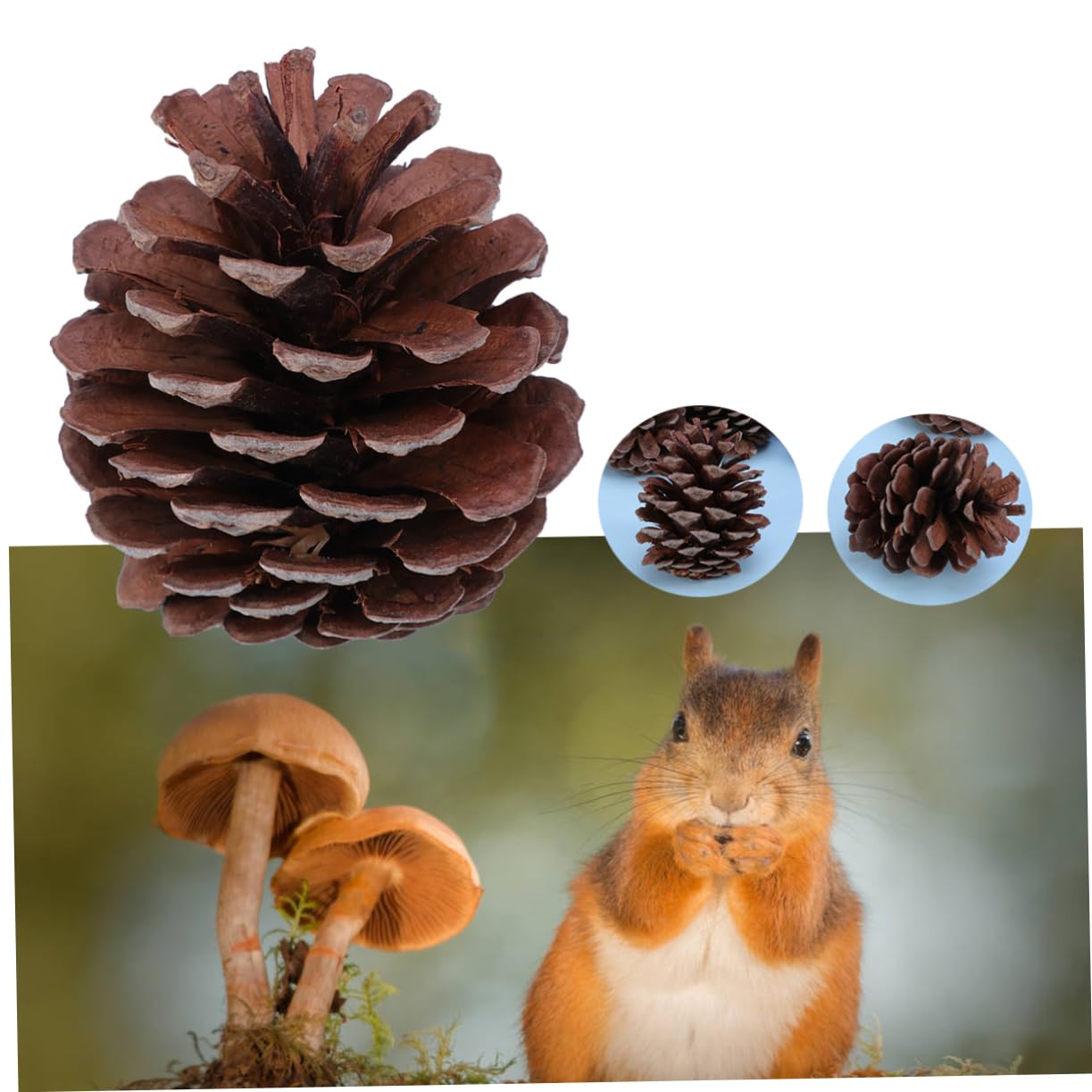 Große Tannenzapfen 6-8cm, 50 Stück, Natürliche Kiefernzapfen | Winter und Festtage, Wiederverwendbar, als Dekoration für Feier und Wohnraum