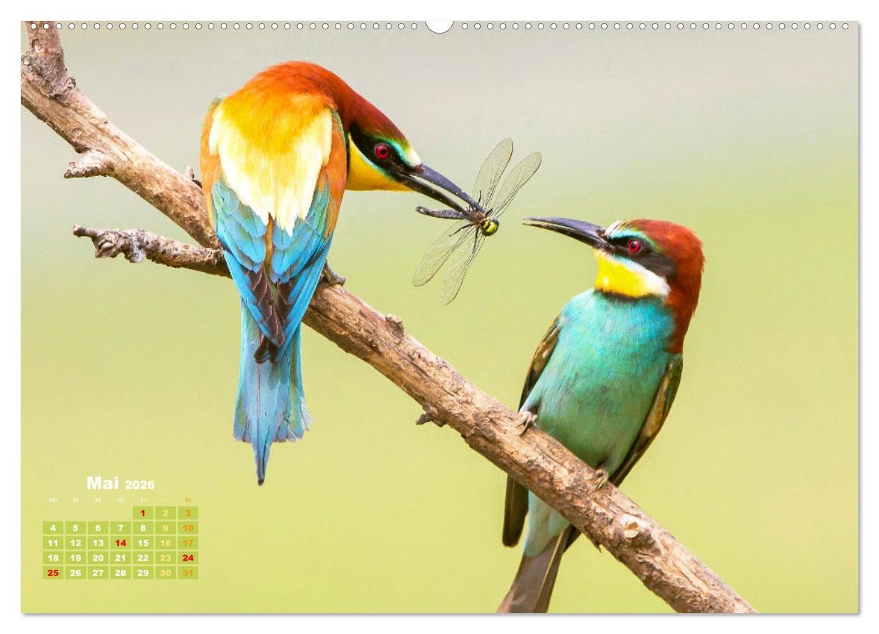 Amsel, Fink und Star: Heimische Vögel (hochwertiger Premium Wandkalender 2026 DIN A2 quer), Kunstdruck in Hochglanz: So vielfältig ist die heimische Vogelwelt (CALVENDO Tiere)