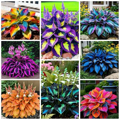 265+ Perennial Hostas for Planting Heart Shaped Leaves Non-GMO Heirloom Hosta Plants Seeds Bonsai Decoration Outdoor Garden