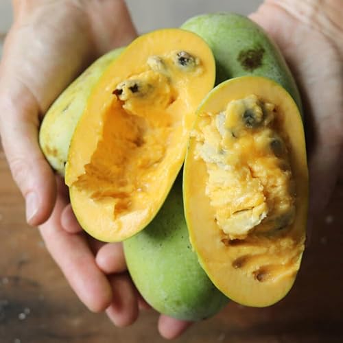 Miniatura 3 de 2 árboles de papaya grandes, plantas vivas, 1 año de edad, raíces establecidas de 7 a 12 pulgadas de alto, planta de plátano con pata de pata viva,