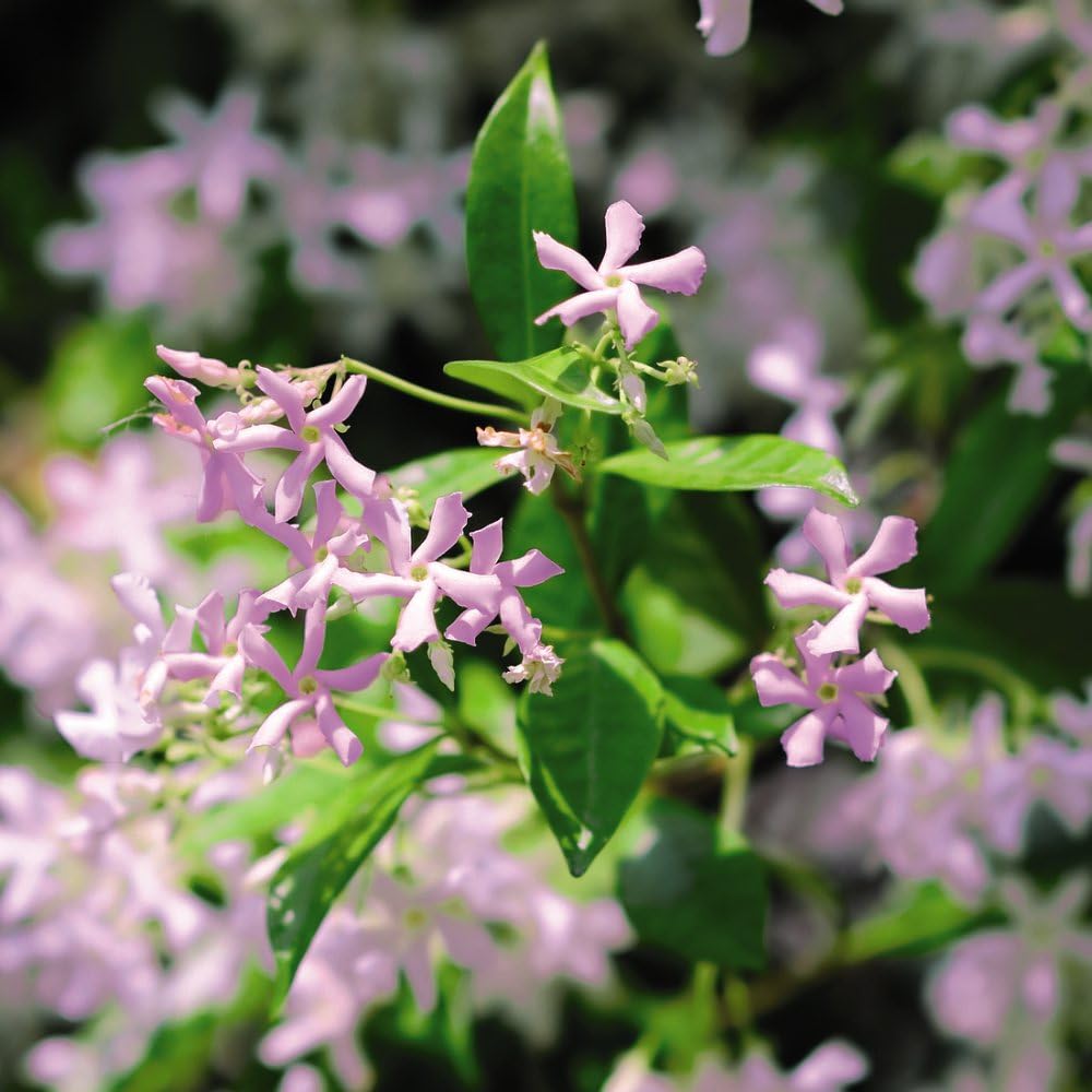 Trachelospermum 'Pink Showers' - Compact Climber with Candy-Pink Star Jasmine Flowers – 1 x 3 Litre Potted Plant by Thompson & Morgan
