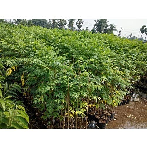 Organic Malabar Neem Tree Seed (B09HC8FJJQ) Amazon Price History, Amazon Price Tracker