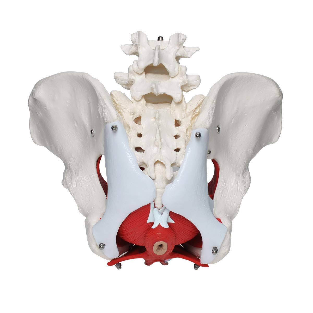 Model Dna Miednicy, Kobiecy Model Dna Miednicy Z Mięśniami, Model Anatomiczny Mięśni Dna Miednicy Z Ruchomymi Narządami, Do Nauczania Medycznego