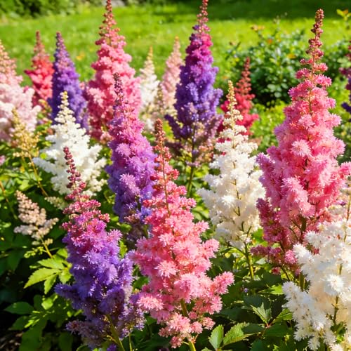 1000+ Astilbe Bunter Flower Seeds for Planting Mixed Astilbe Shade Tolerant Flower Seed Perennial Non-GMO Heirloom Flower Seeds for Home Garden Outdoor