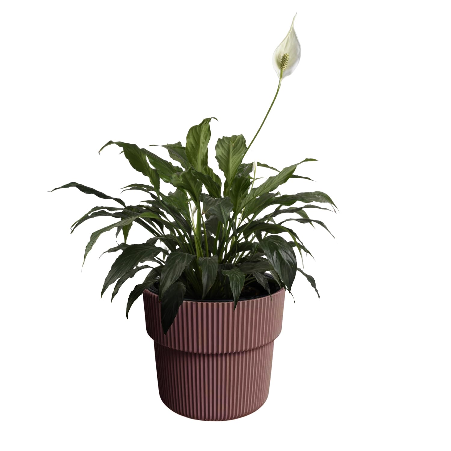 B2c Marsala Flowerpot Ridged Planter With Removable Insert Indoor Outdoor Plastic Frost & Uv Resistant Modern (, W39cm X H37cm)