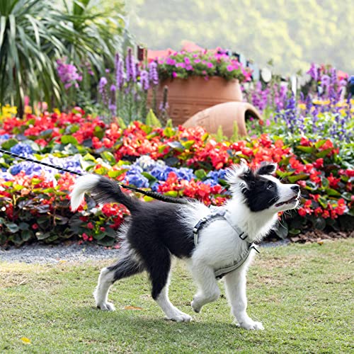 Yangbaga Ruckdämpfer,hundefreundliche Leine, elastische Hunde Leine mit Zugdämpfung, Nylon-Kurzleine Perfekte Dämpfung beim Fahrrad für Hunde ab Kleiner Größe Schwarz (2 * 26cm)