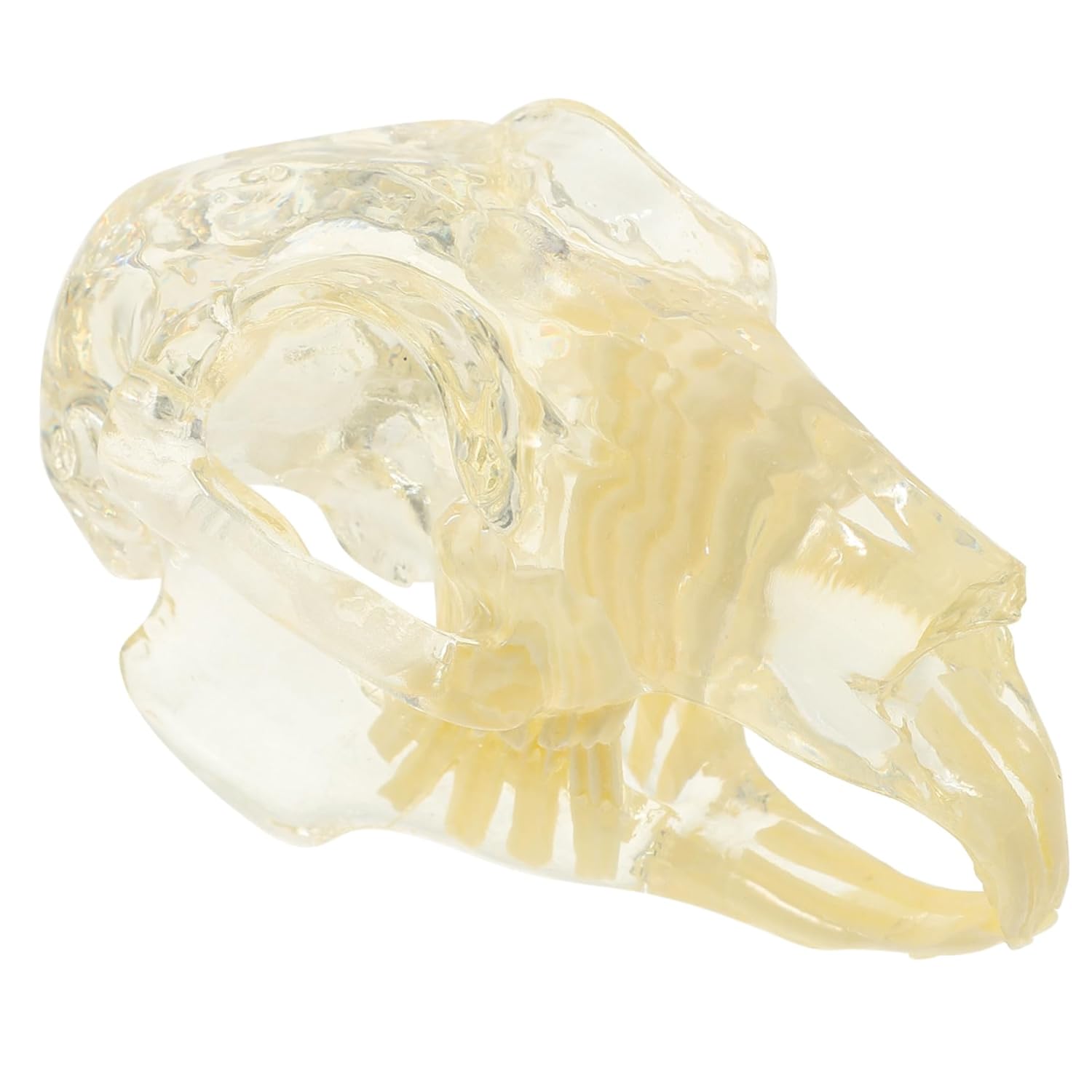 Rabbit Teeth Model Dental Model Education Tooth Smooth Surface Fine Craftsmanship