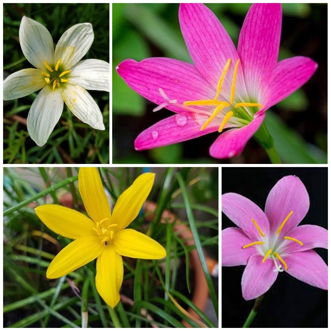 Growth Seeds Zephyranthes Lily, Rain Lily Flower Bulbs, Multi-Colour Pack, 5 Bulbs Each Colour, for Home Gardening (B0DF2T44G1) Amazon Price History, Amazon Price Tracker