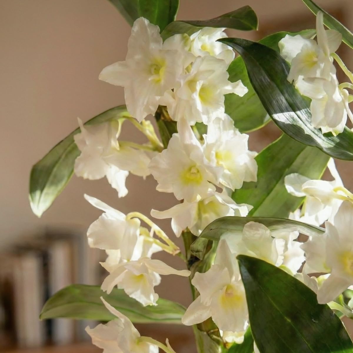 Orchideen Echte Pflanzen - Bambus Dendrobium Nobile White Passion - 2 große Zimmerpflanzen aus Holland - 30-40 cm hoch - mit Blüten und Duftend (Nicht künstlich, ohne Dünger und Topf, kein Samen)