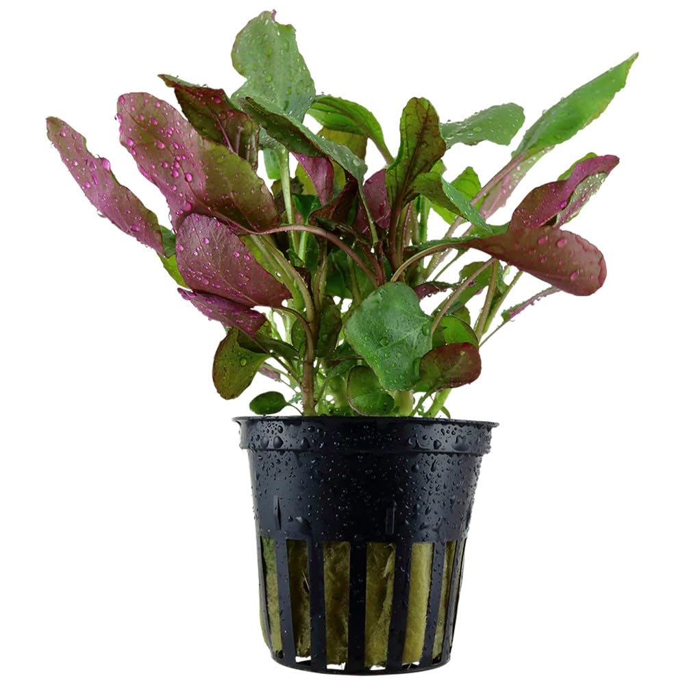 Lobelia Cardinalis – Pianta Viva per Acquario Facile – Ideale per Neofiti – Crescita Rapida, Foglie Rosso-Verdastre