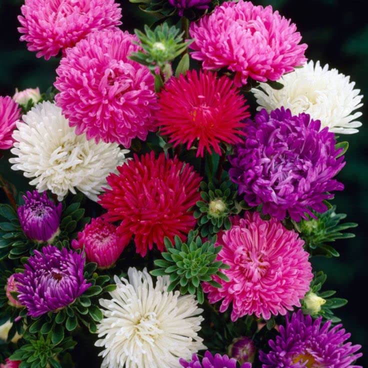 Aster Live Plants With Pot for Home Gardening Pack of 50 Seeds By Zabbus-image-37