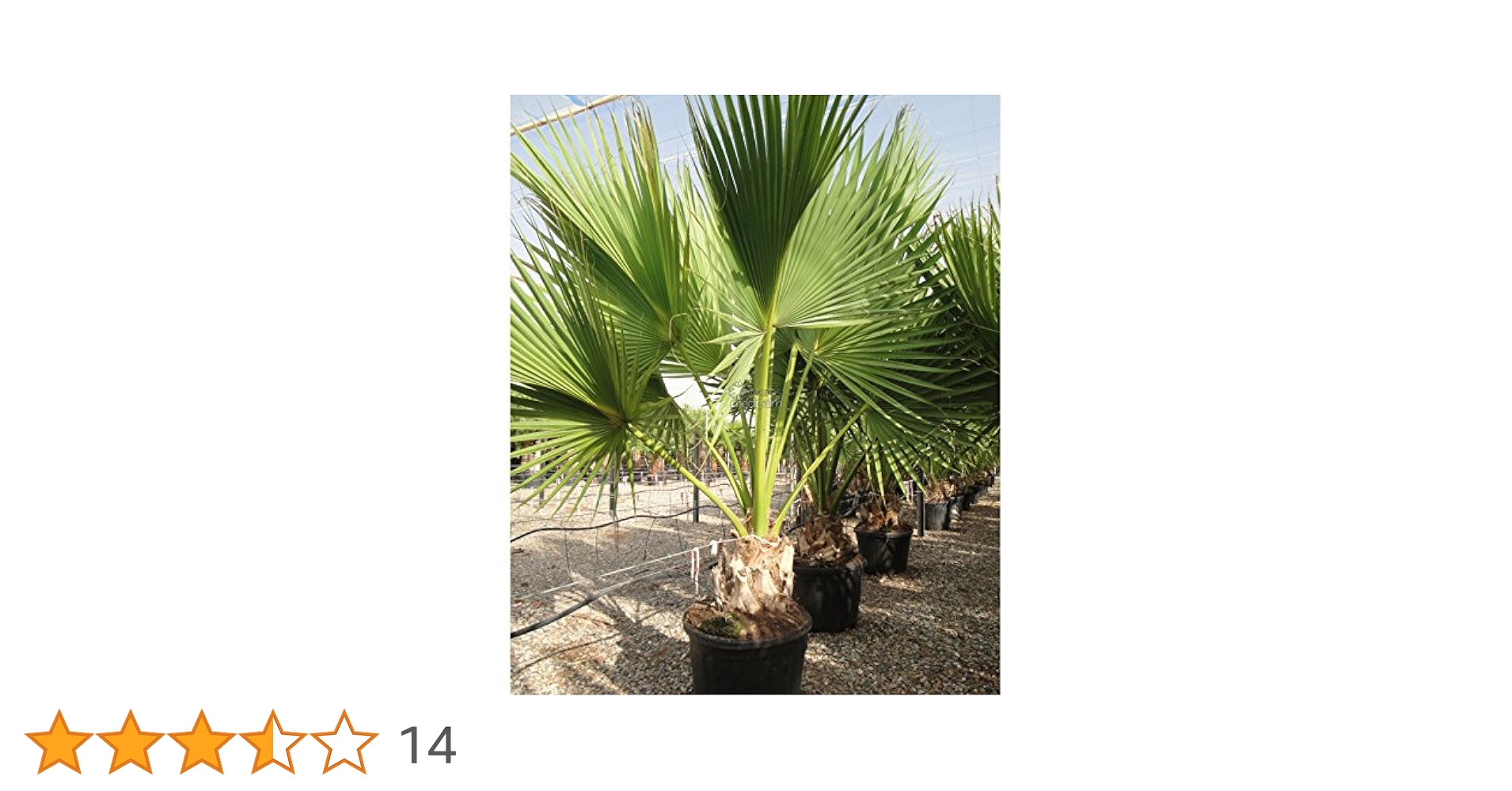 Amazon｜【観葉植物／種子】Sabal Palmettoパルメットヤシ