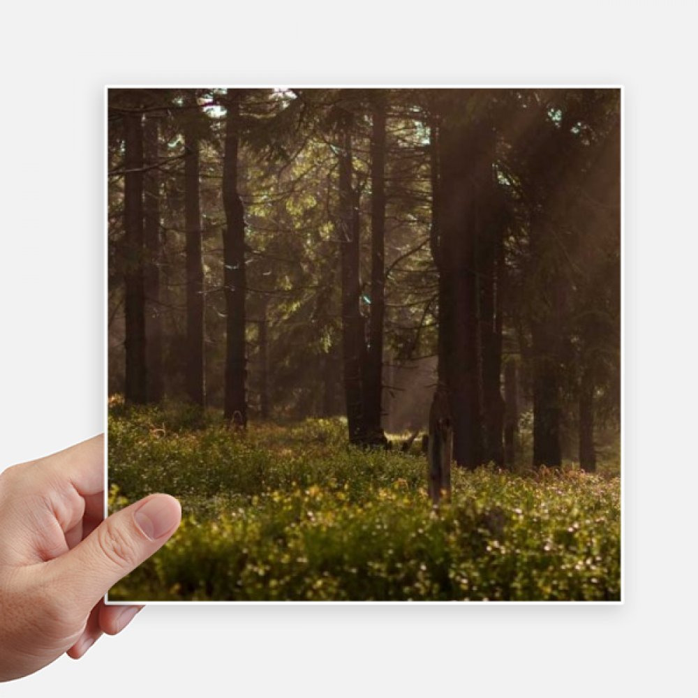 Sticker autocollant carré 20CM motif paysage de forêt sombre pour décoration mur et pc