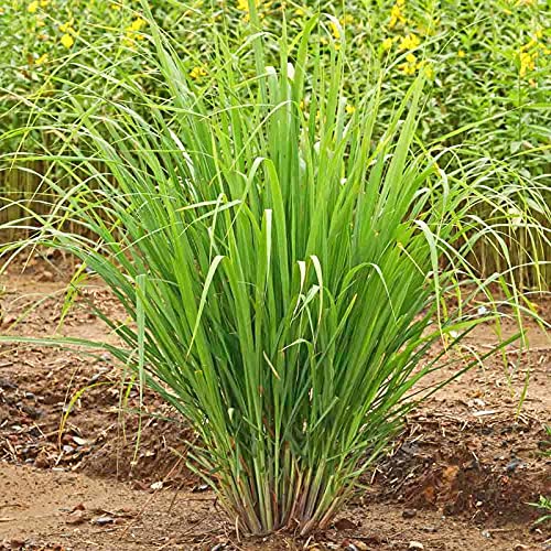 3 Rooted Lemongrass Stalks Plants For Planting 6 Inches Planting Indoor Outdoor Ornaments Perennial Garden Simple To Grow Pot #TOP2