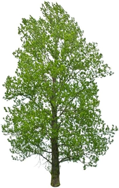 Amazon.com : Rooted Hybrid Poplar Tree Seedlings for Planting - Fast ...