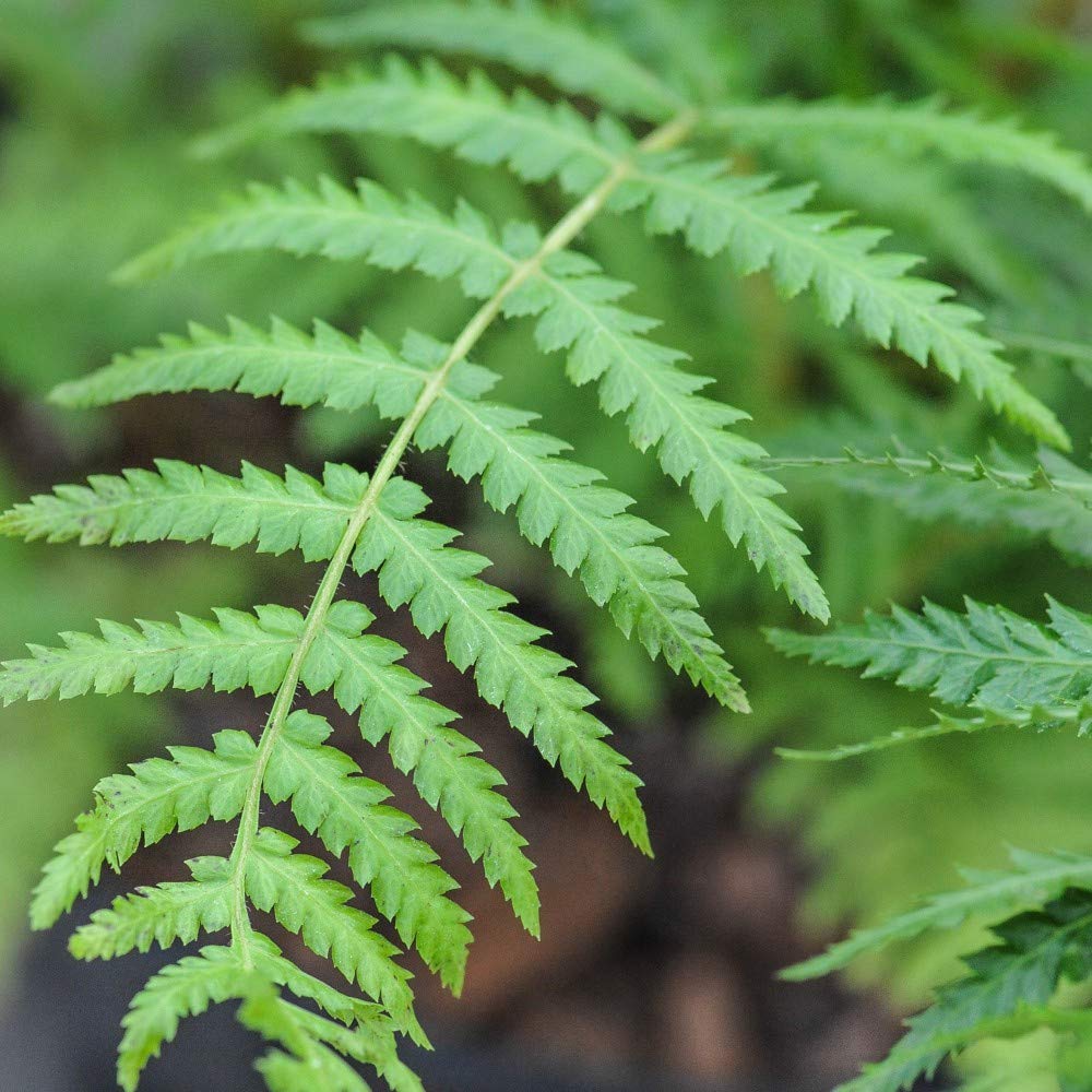 Dicksonia Antarctica Australian Tree Fern Outdoor Half-Hardy Perennial Garden Plants RHS AGM 1ft Trunk Tree by Thompson and Morgan