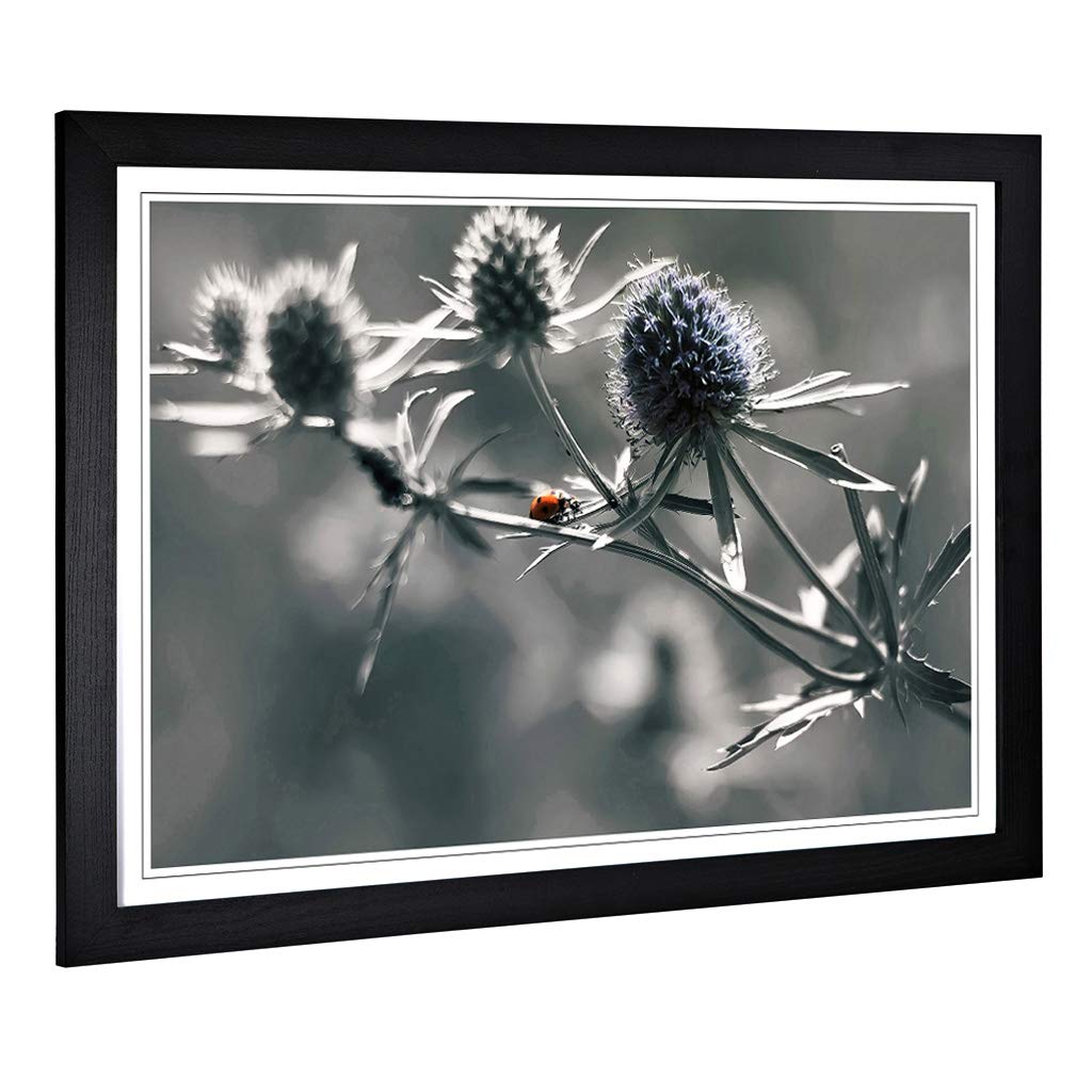 Big Box Art Framed Print of Ladybird Thistle Flower Design | Wall Art Picture | Home Decor for Kitchen, Living, Dining Room, Bedroom, Hallway, Office, Black, A2 / 24.5x18 Inch / 62x45cm