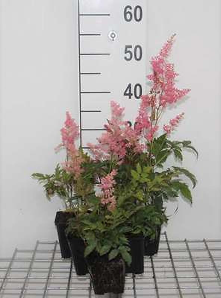6x Schönes Spalier - Astilbe (a) 'Fanal' | 9x9 cm pot