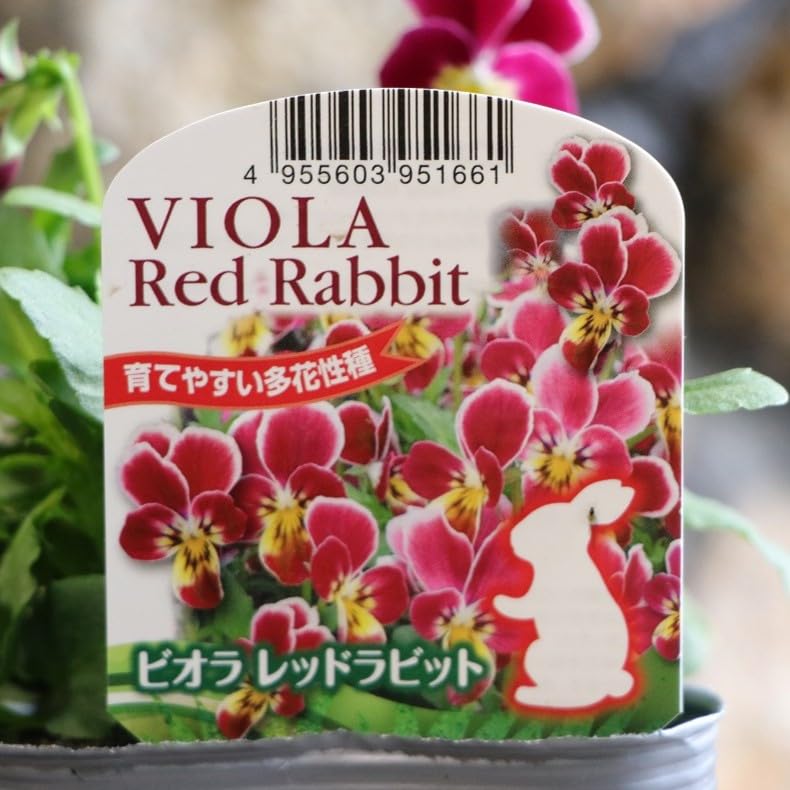 わびさび　ビオラ　新作　パルプンテ　ポット苗 わびさび様専用 ビオラ 新作 パルプンテ ポット苗 ビオラ 苗 100株 水