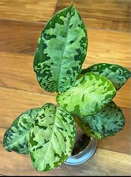 アグラオネマホワイトデビル　① 2025年最新】ホワイトデビル アグラオネマの人気アイテム - メルカリ