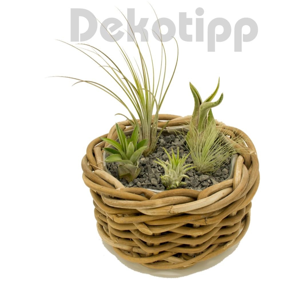 Tillandsien mini zestaw 5 roślin powietrznych, bez ziemi, dekoracja