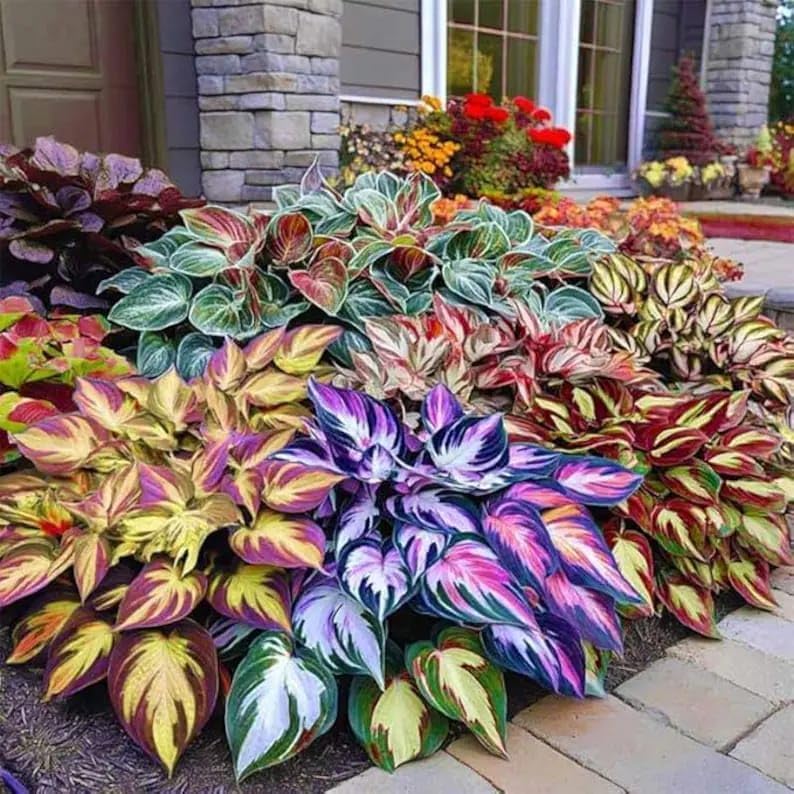 Image of Hosta Flower Seeds Multicolor Ornamental Plant Easy Grow